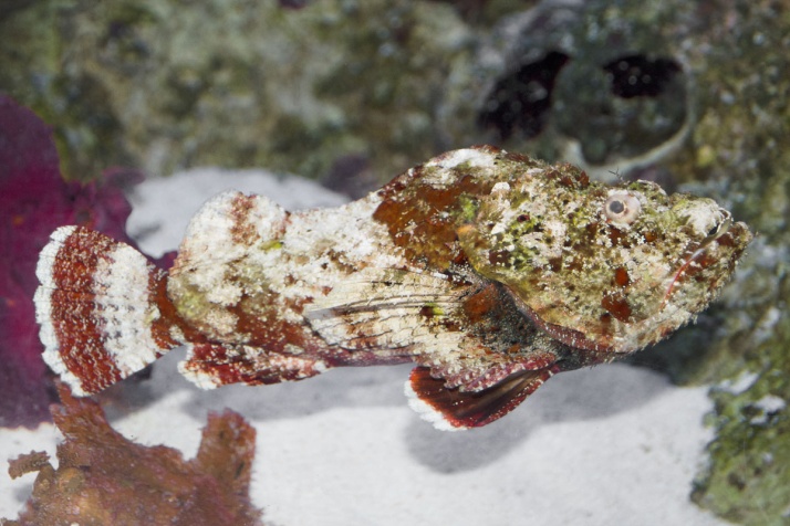 False stonefish are ambush predators using camouflage to blend in with the environment