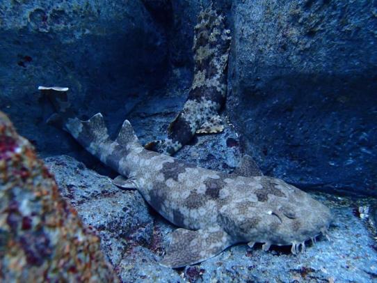 Wobbegong sharks are camouflaged to their environment which helps them hunt for prey.