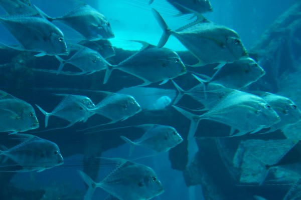 African Pompano