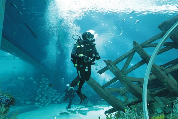 MLP divers