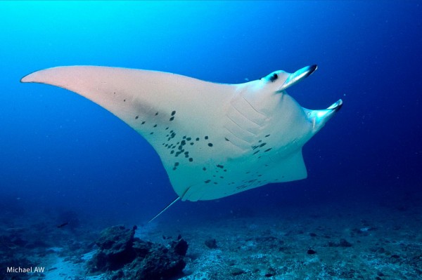 Manta-birostris-Manta-Ray-e13527804477724