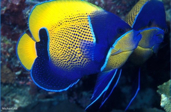 Blue girdled Angelfish