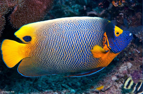Blueface Angelfish