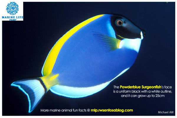 Powderblue Surgeonfish