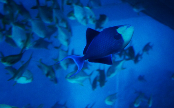 redtoothed triggerfish