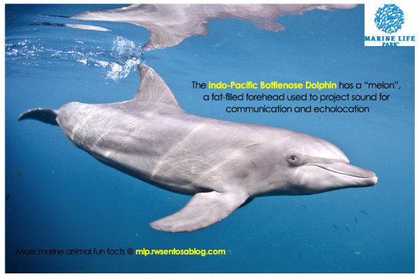 Animal Ambassador - Indo Pacific Bottlenose dolphin