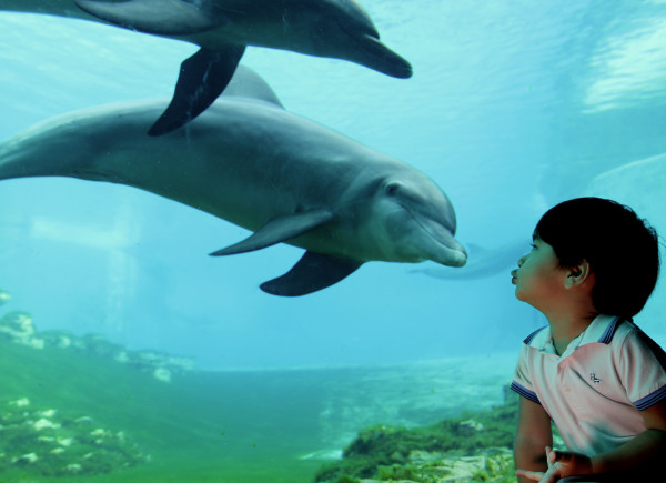Dolphin unveiled at SEA Aquarium