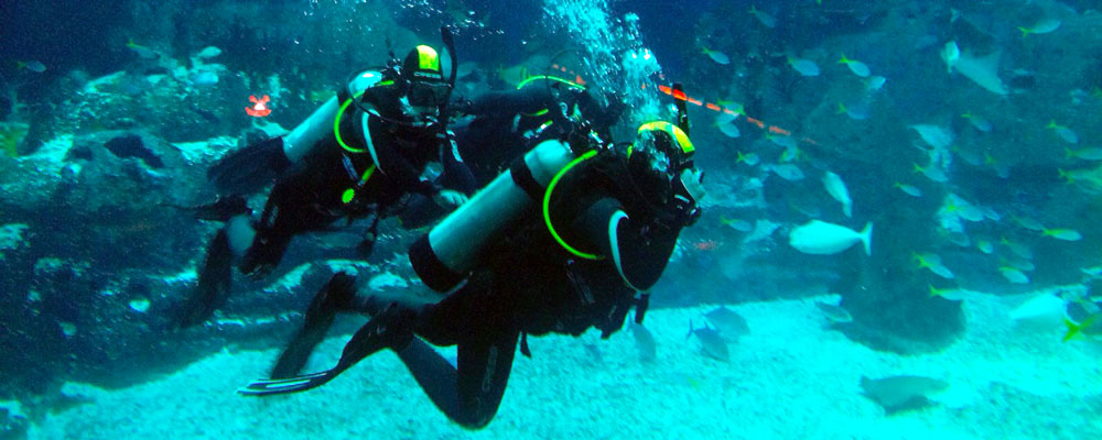 New dates for Open Water Diver course at S.E.A. Aquarium