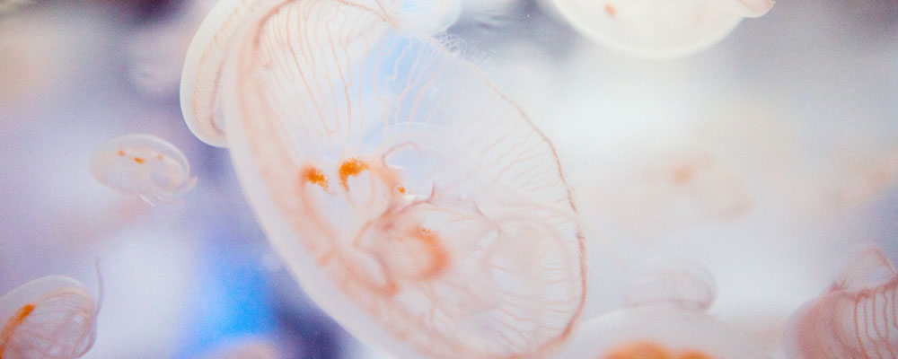 This month's theme at S.E.A. Aquarium: Sea jellies