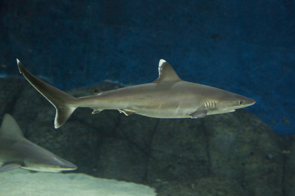 Carcharhinus albimarginatus