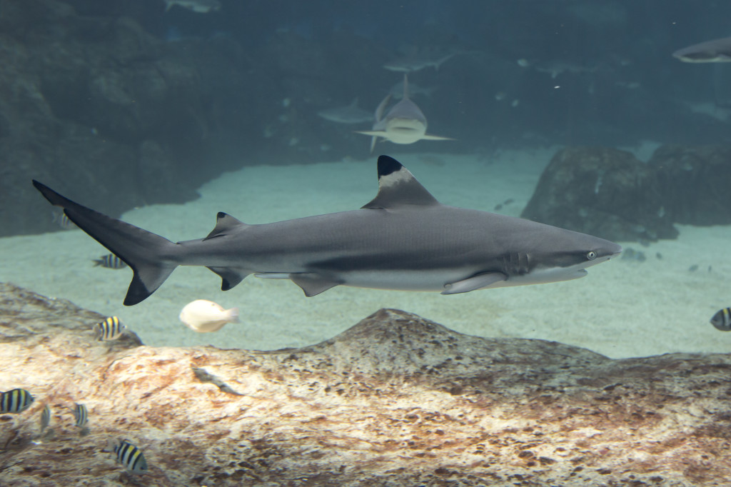 Carcharhinus melanopterus