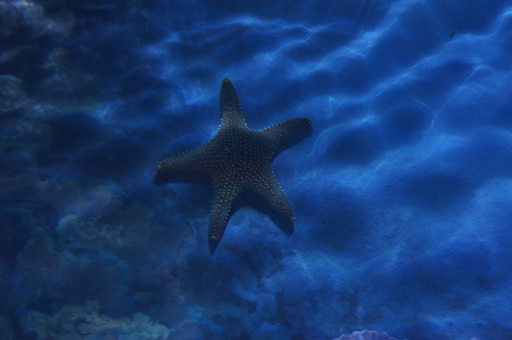 Sea Star at S.E.A. Aquarium, Resorts World Sentosa