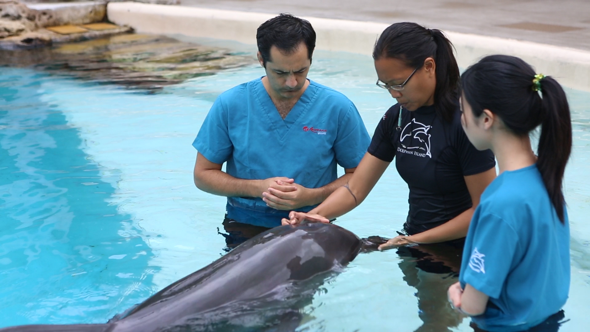 dolphin