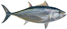 bluefintuna