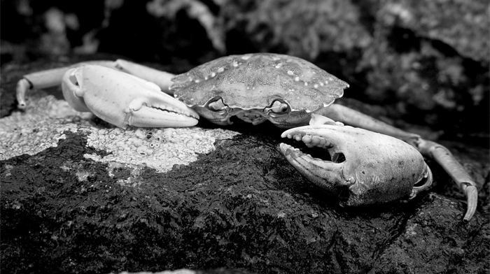 Don’t eat tiger prawns. Eat mud crabs