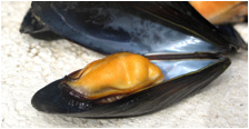 green-lippedmussels