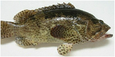 marblegrouper