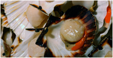 scallops