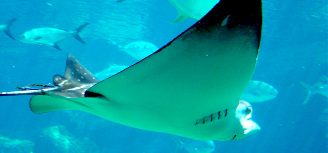 feature_mantaray