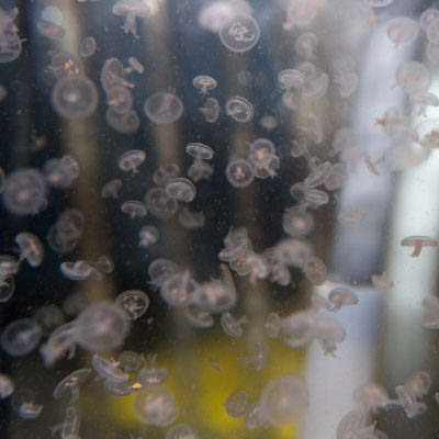 tiny-sea-jelly