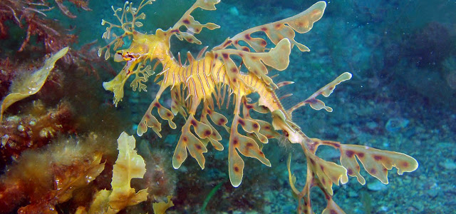Leafy sea dragon
