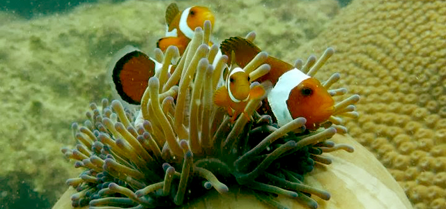 Clown Fish