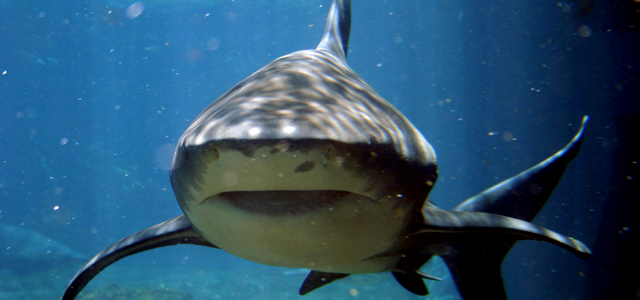 Shark