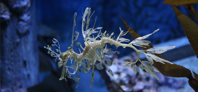 The Leafy Seadragon 