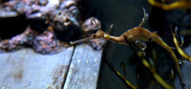 The Weedy Seadragon 