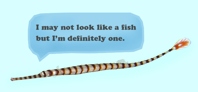 banded pipefish