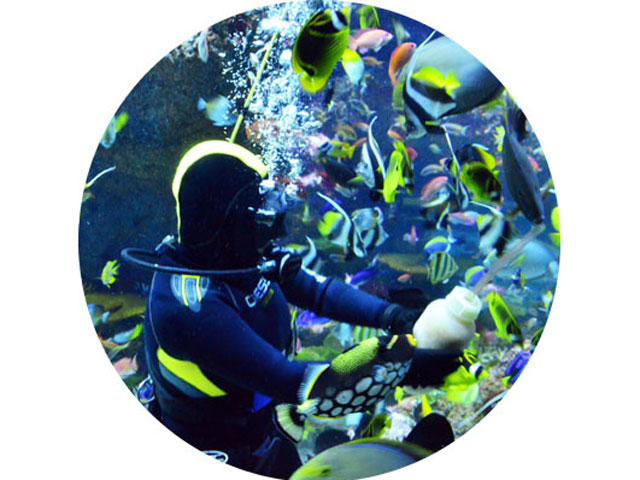 coral-garden-feeding-featured