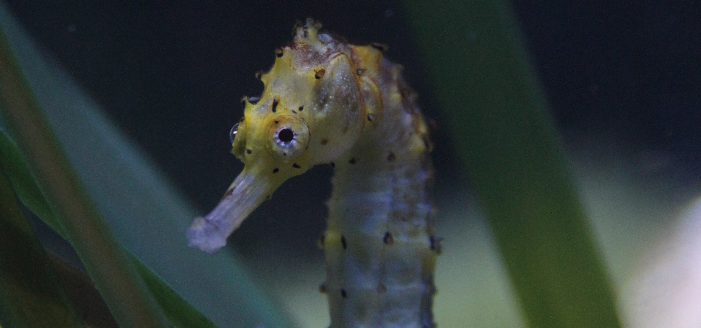 seahorse head