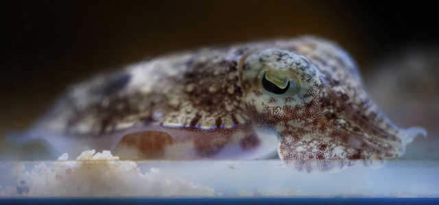 feature-baby-needle-cuttlefish