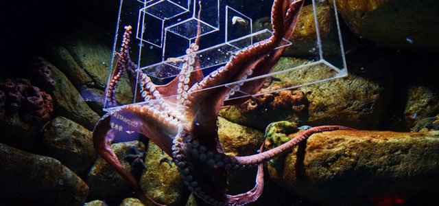 featured-giant-pacific-octopus