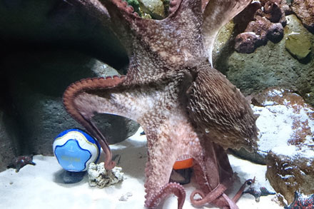 Pernas the Octopus guess Argentina vs the Netherlands match