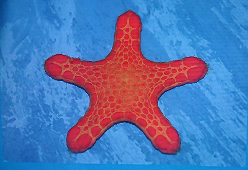 Sea star