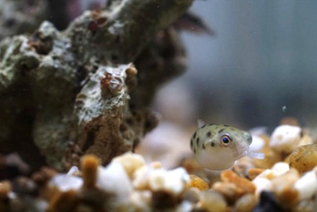 The pufferfish in its new habitat where it will grow and develop.