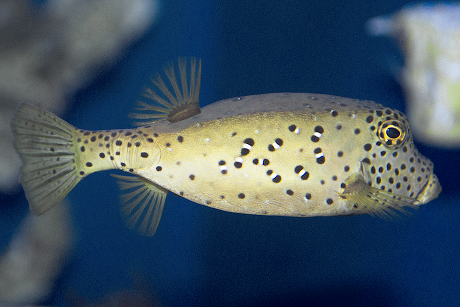 Boxfish