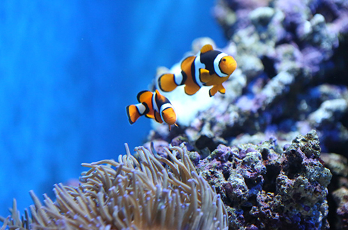 clownfish