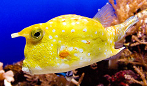 cow fish