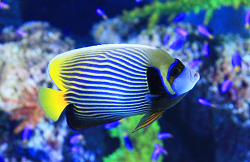 Emperor Angelfish