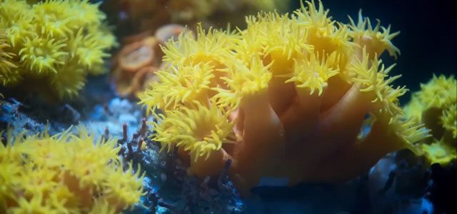 Sun Coral at S.E.A. Aquarium