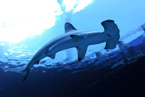 hammerhead