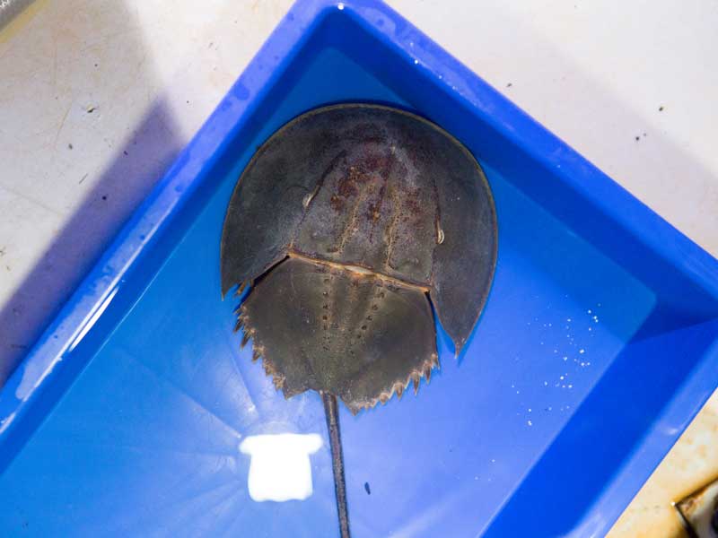 Horseshoe crab