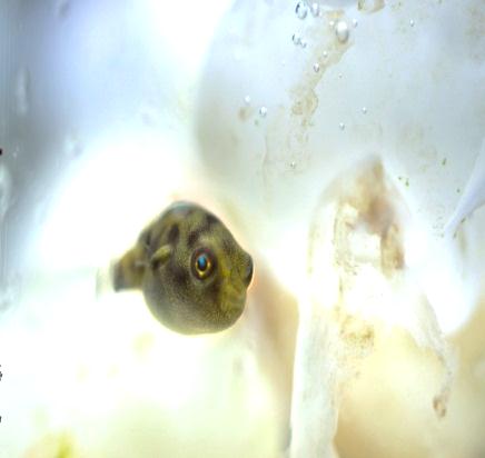 Juvenile spotted green pufferfish approximately 3mm in length