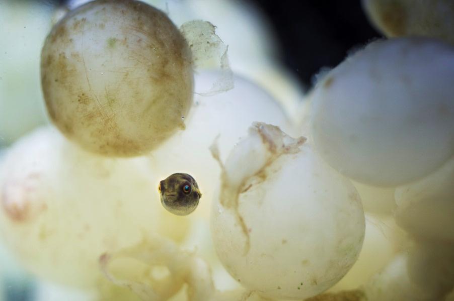 The new arrival was temporarily placed with cuttlefish eggs.