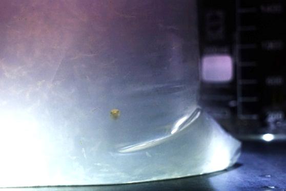 An unexpected find in our shrimp delivery 