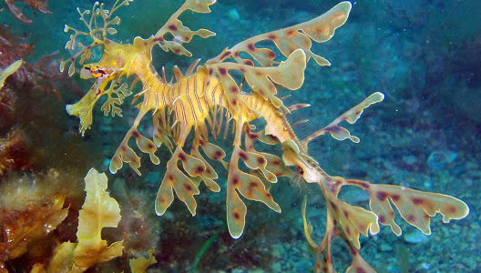 seadragon
