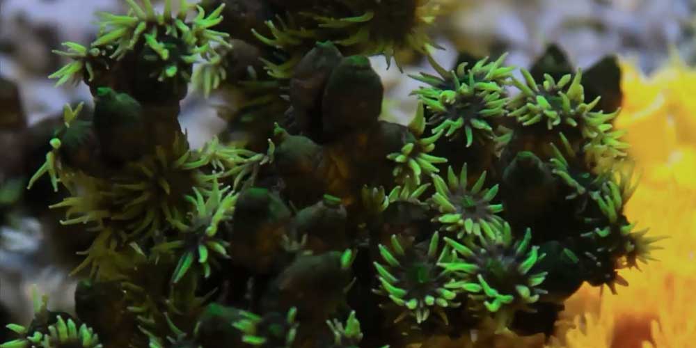 Sun Coral at S.E.A. Aquarium
