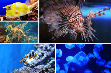thumb_photogenicfish